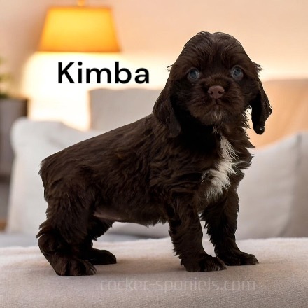 puppy, for, sale, Cocker Spaniel, Joe & Cherri  Overlease, dog, breeder, Miller, MO, dog-breeder, puppy-for-sale, forsale, nearby, find, puppyfind, locator, puppylocator, aca